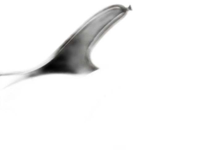 Corpo Basswood Gloss Black